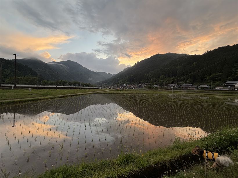 夕焼けが水田に映る郡上の夕景