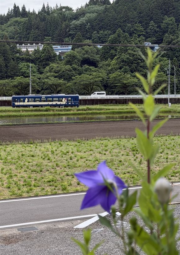 桔梗の花の向こうを走る長良川鉄道