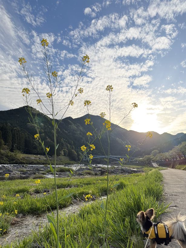 夕日に照らされる野の花と田畑