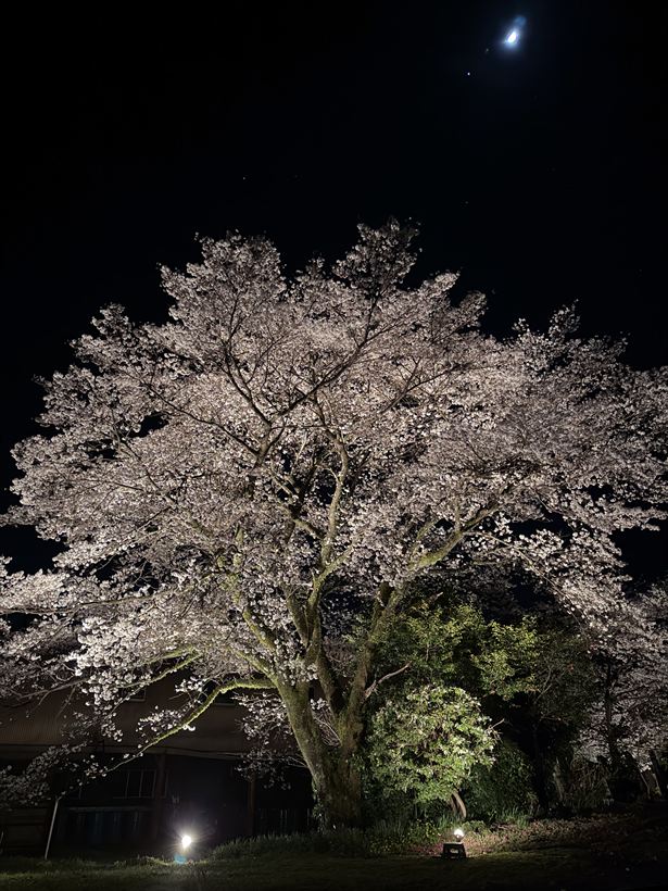 ライトアップされた一本桜