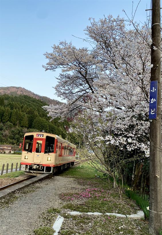 満開の桜のそばを走る長良川鉄道の列車