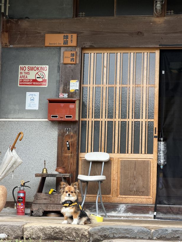 玄関先でお出迎えする看板娘の愛犬