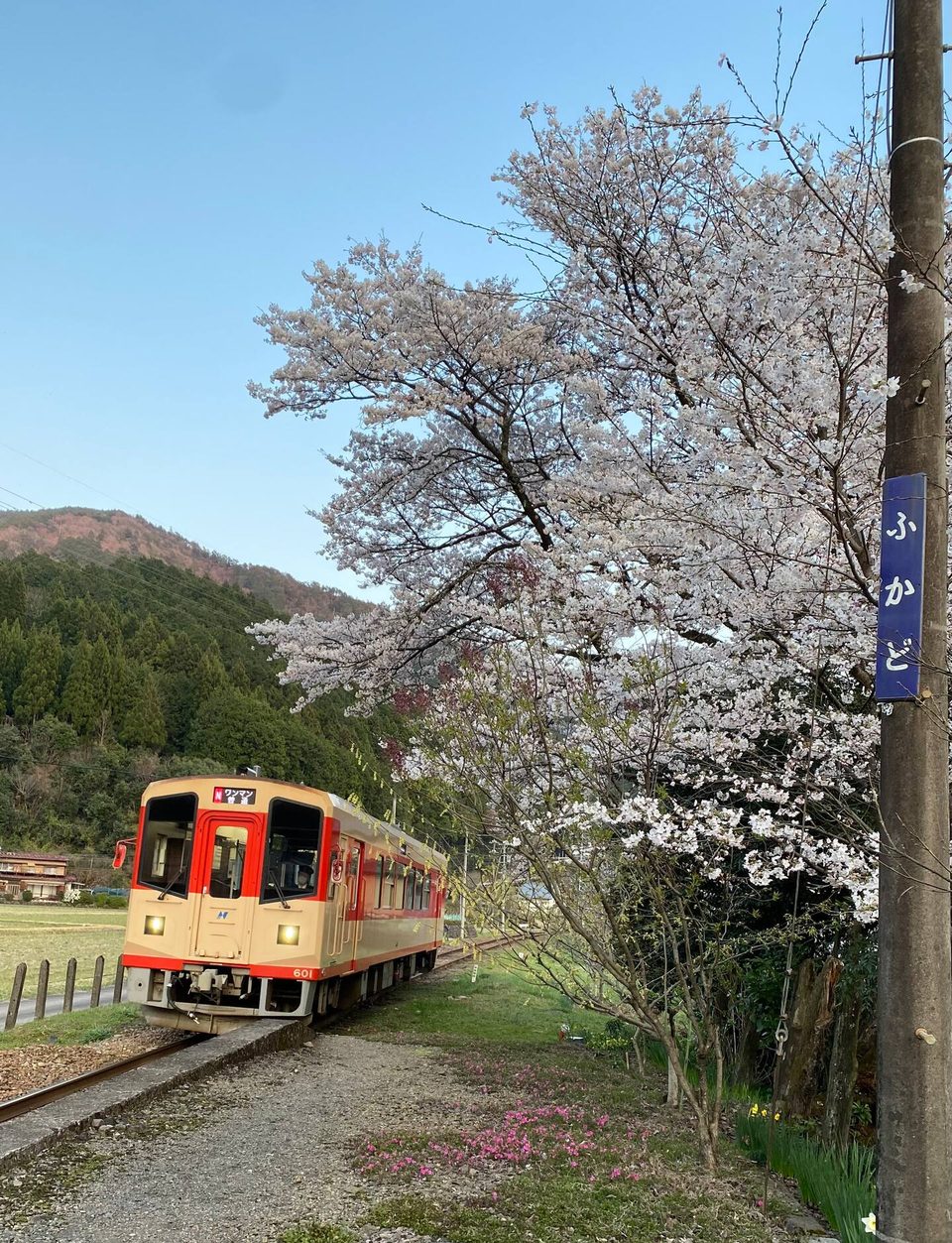 桜と長良川鉄道の列車